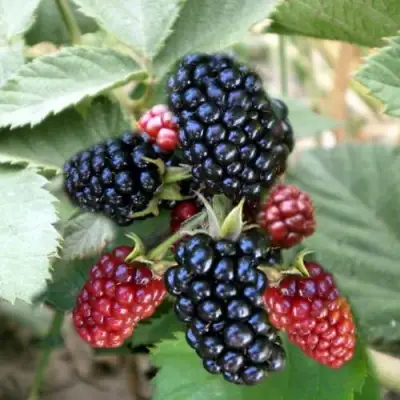 Ежевика ОРКАН бесшипная  в Светлогорске
