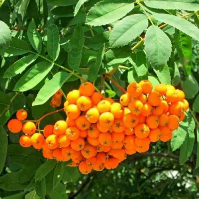 Рябина ДИРКЕНИ ЖЁЛТАЯ  сладкоплодная в Светлогорске