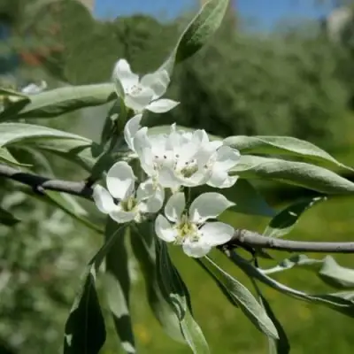 Груша ИВОЛИСТНАЯ в Светлогорске
