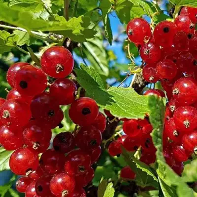 Смородина красная НЕНАГЛЯДНАЯ в Светлогорске