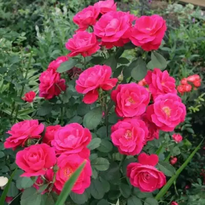 Роза ДЖОРДЖ ВАНКУВЕР флорибунда в Светлогорске