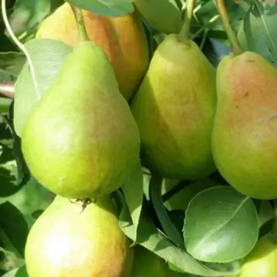 Груша ЛИРА в Светлогорске