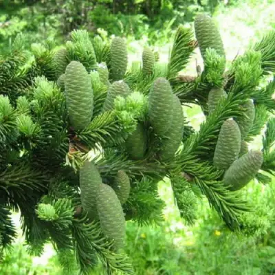 Пихта белая в Светлогорске