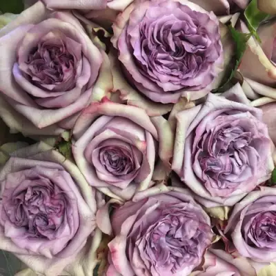 Роза ДОЛЬЧЕТТО чайно-гибридная в Светлогорске