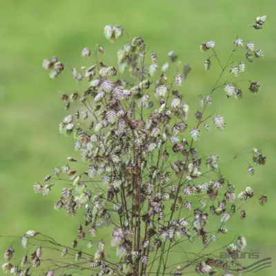Трясунка средняя в Светлогорске