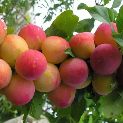 Слива СКОРОПЛОДНАЯ в Светлогорске