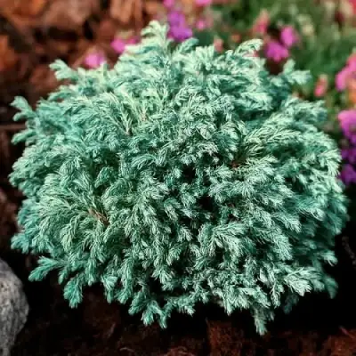 Кипарисовик БЕБИ БЛЮ горохоплодный в Светлогорске