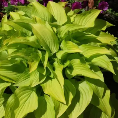 Хоста ХИДОН САНСЕТ в Светлогорске