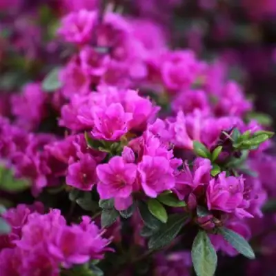 Азалия ГЕЙША ПЕРПЛ японская в Светлогорске