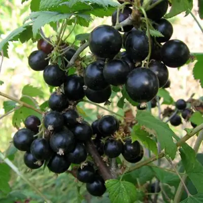 Смородина чёрная ШАРОВИДНАЯ в Светлогорске