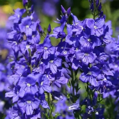 Вероника австрийская в Светлогорске