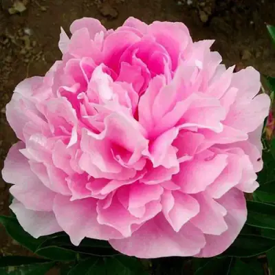 Пион ЛЕТЯЩИЙ ЖУРАВЛЬ травянистый в Светлогорске