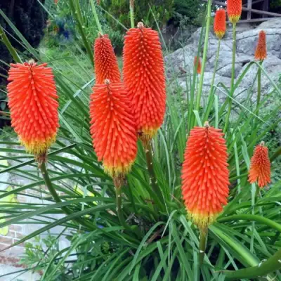 Книфофия БЕНГАЛ ФАЕР гибридная в Светлогорске