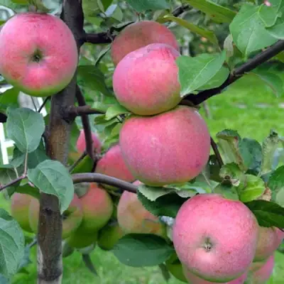 Яблоня БРЯНСКОЕ РОЗОВОЕ в Светлогорске