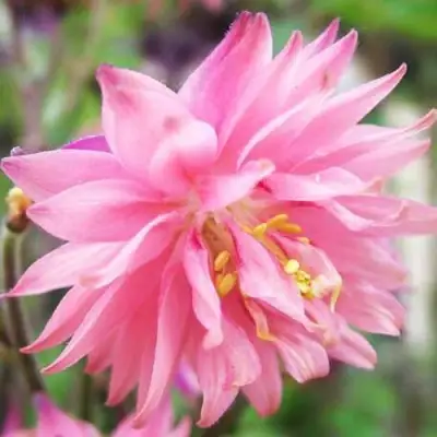 Аквилегия БАРЛОУ ПИНК гибрид МакКаны в Светлогорске