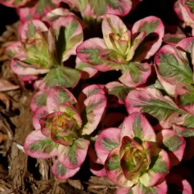 Вербейник АЛЕКСАНДР точечный в Светлогорске