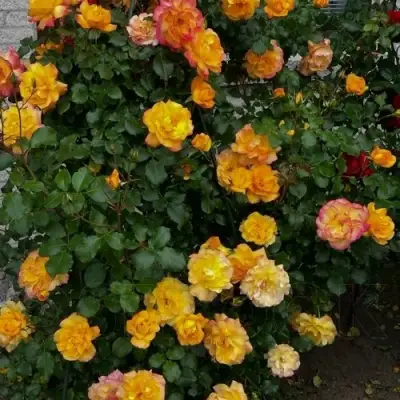 Роза САХАРА плетистая в Светлогорске