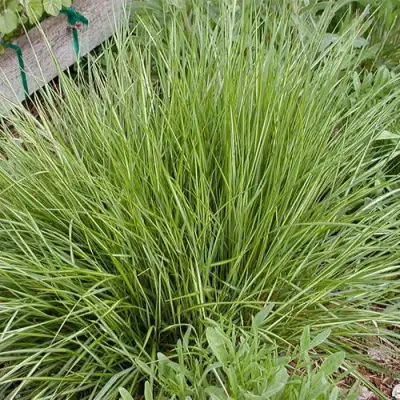 Вейник АВАЛАНШ остроцветковый в Светлогорске