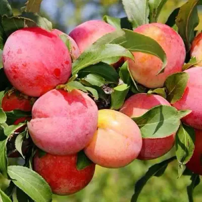 Слива ФАВОРИТЕ ДЕ СУЛТАНО в Светлогорске