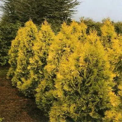 Туя ЕВРОПА ГОЛД западная в Светлогорске