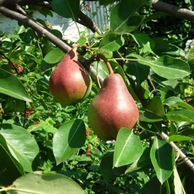 Груша РУМЯНАЯ КЕДРИНА в Светлогорске