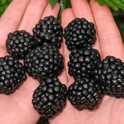 Ежевика ДЖАМБО бесшипная  в Светлогорске