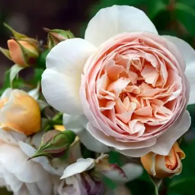 Роза ДЖУЛЬЕТТА английская в Светлогорске