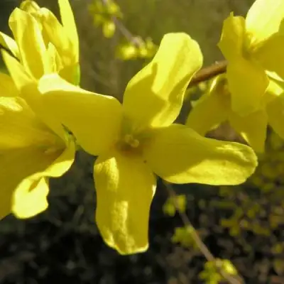 Форзиция ФОРЧУНА в Светлогорске