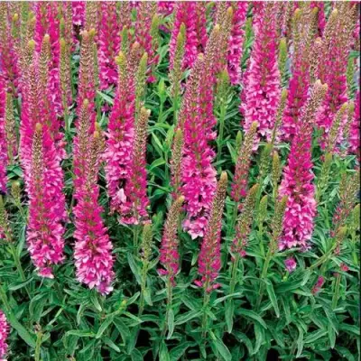 Вероника РОНИКА ФУКСИЯ в Светлогорске