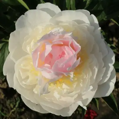 Пион БЛАШ КВИН травянистый в Светлогорске