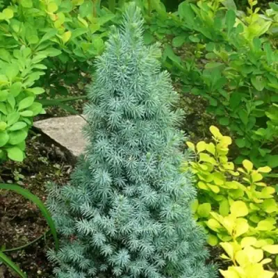 Ель КОНИКА сизая в Светлогорске