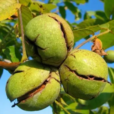 Грецкий орех ПИНСКИЙ в Светлогорске