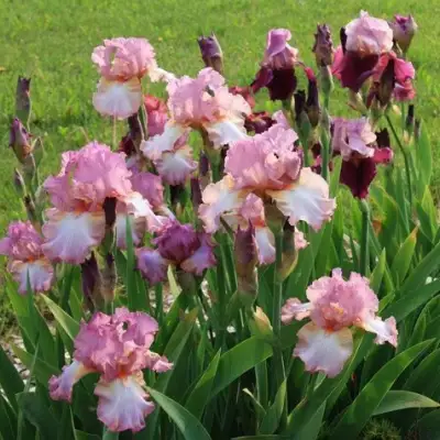 Ирис БЛАШИНГ ПИНК бородатый в Светлогорске