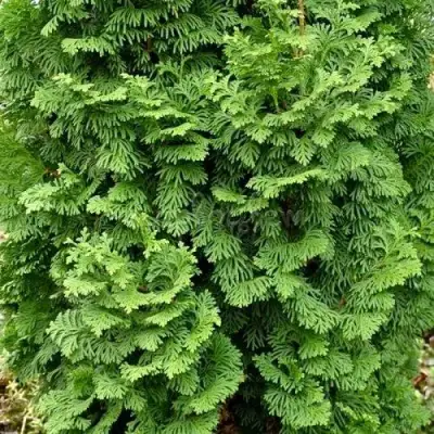 Туя СПИРАЛИС МИНИ западная в Светлогорске