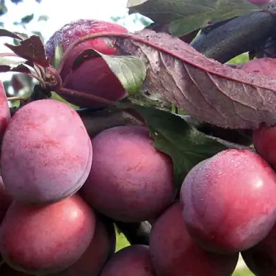 Слива ПАННА в Светлогорске