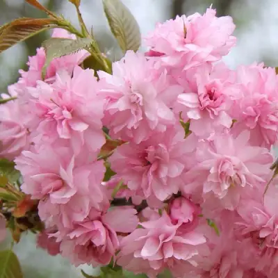 Сакура РОЗЕА ПЛЕНА в Светлогорске