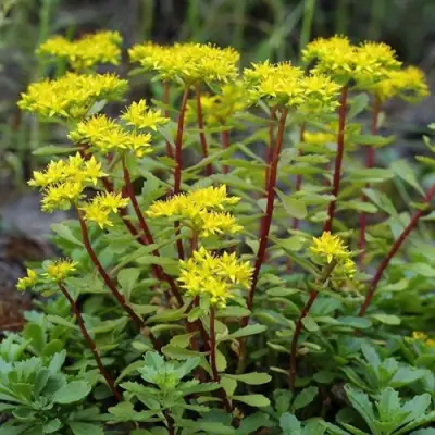 Очиток (седум) ИММЕРГРЮНХЕН в Светлогорске