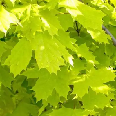 Клен ПРИНСЕТОН ГОЛД остролистный в Светлогорске