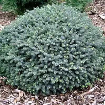 Ель ЭХИНИФОРМИС сизая в Светлогорске