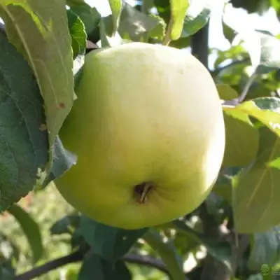 Яблоня АНТОНОВКА ОБЫКНОВЕННАЯ в Светлогорске