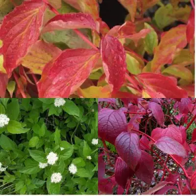 Комплект СЕВЕРНОЕ СИЯНИЕ в Светлогорске