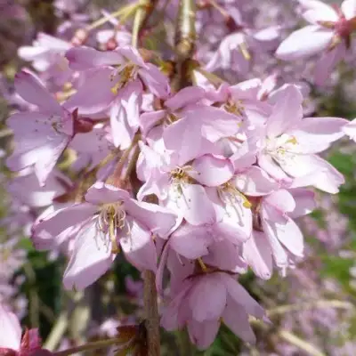 Сакура ПЕНДУЛА РУБРА в Светлогорске
