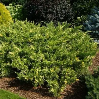 Можжевельник ВАРИЕГАТА казацкий  в Светлогорске