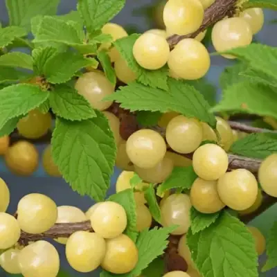 Вишня СНЕВИТ войлочная в Светлогорске