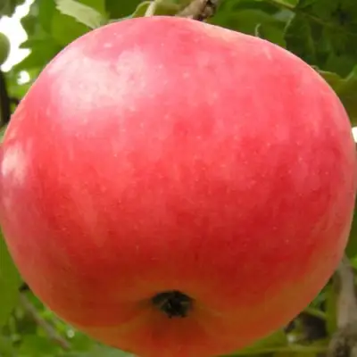 Яблоня СУЙСЛЕПСКОЕ (МАЛИНОВКА) в Светлогорске