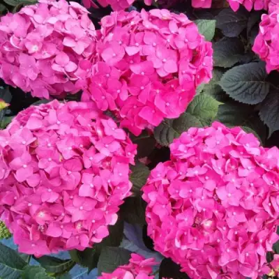 Гортензия ЭНДЛЕСС САММЕР ЛАВ крупнолистная в Светлогорске