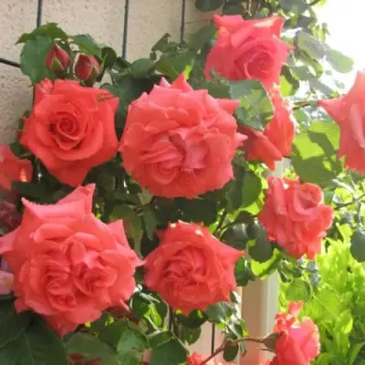 Роза ДИ ДИ БРИДЖУОТЕР плетистая в Светлогорске