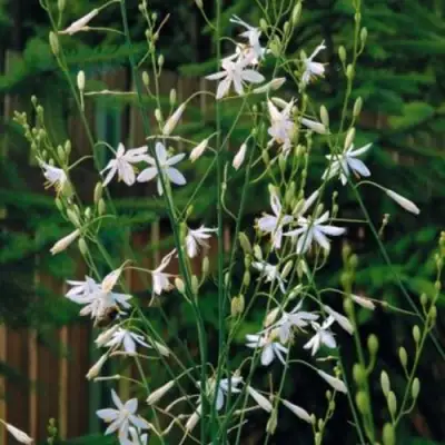 Венечник ветвистый в Светлогорске