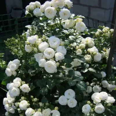 Роза АРТЕМИС шраб в Светлогорске