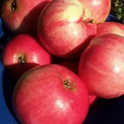 Яблоня СУЙСЛЕПСКОЕ (МАЛИНОВКА) в Светлогорске